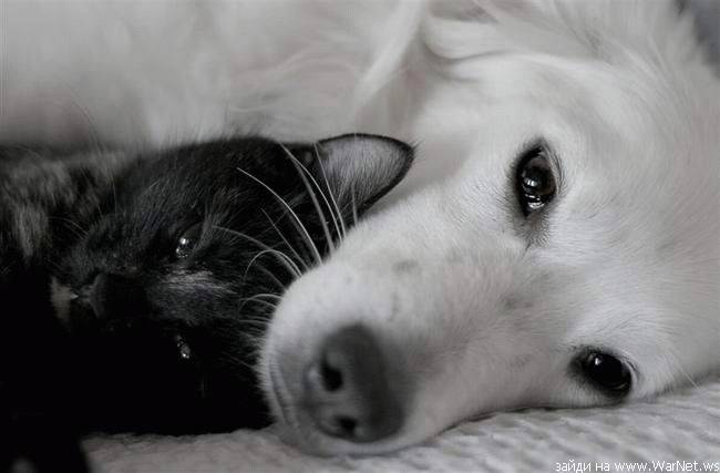 650x427, 25 Kb / собака, кот, ч/б