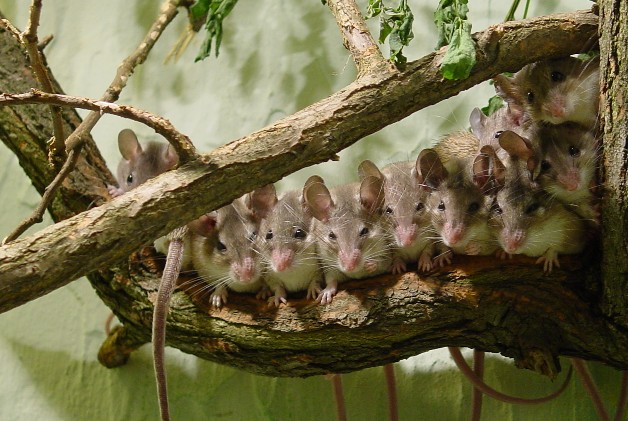 628x421, 96 Kb / ветка, опоссумы