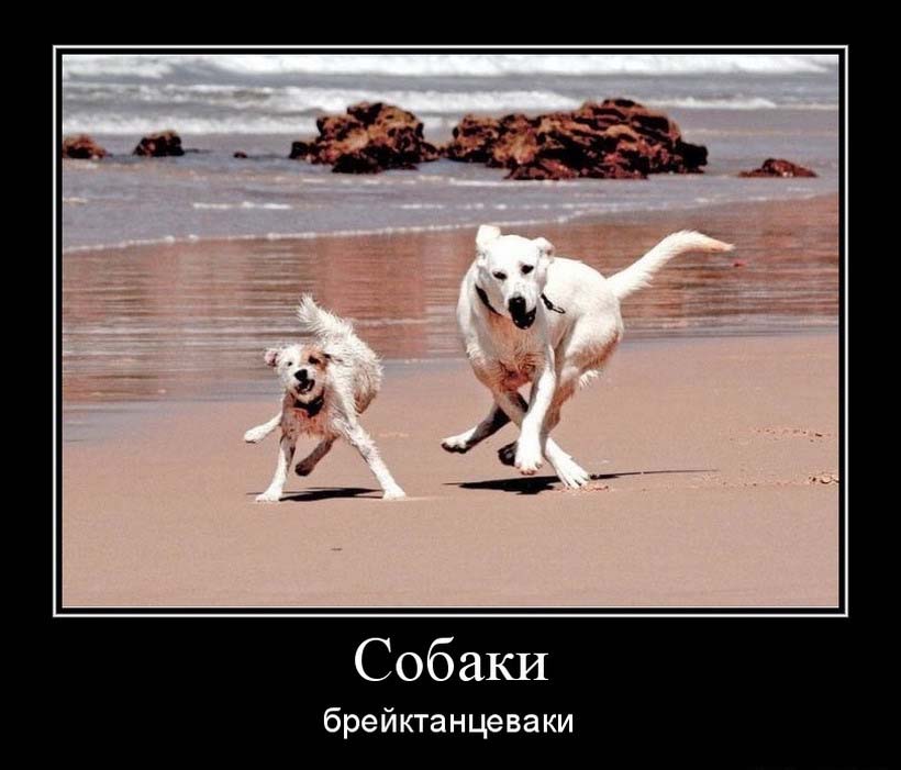 820x701, 74 Kb / собаки, песок, вода