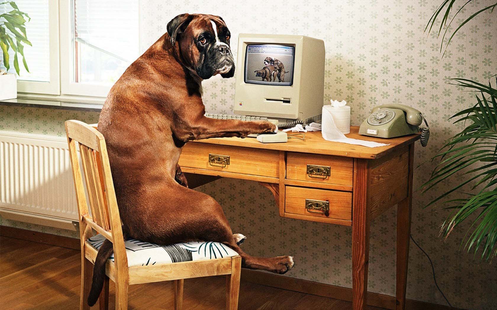 1680x1050, 213 Kb / собака, компьютер, телефон, порно