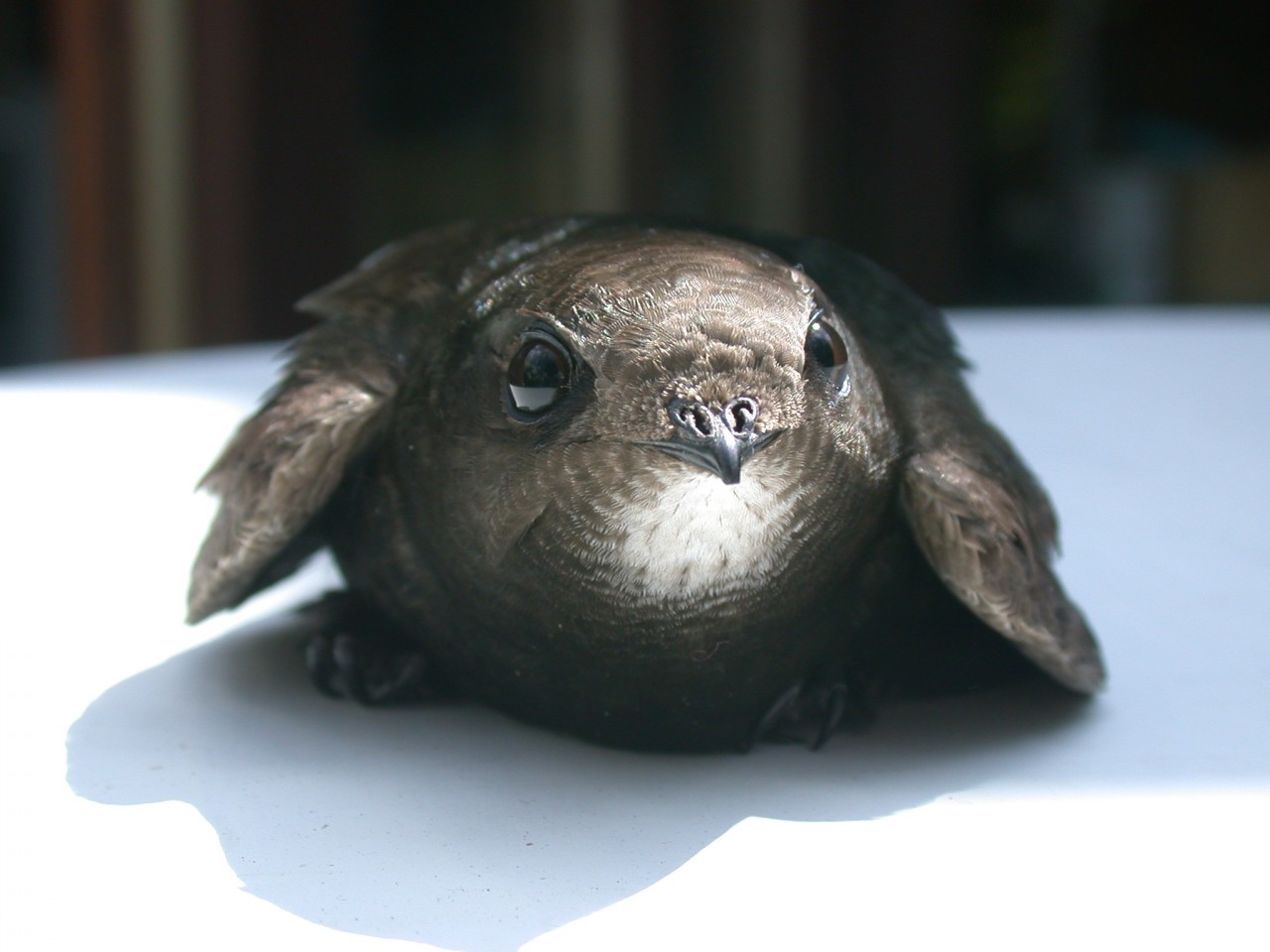 1280x960, 137 Kb / Стриж