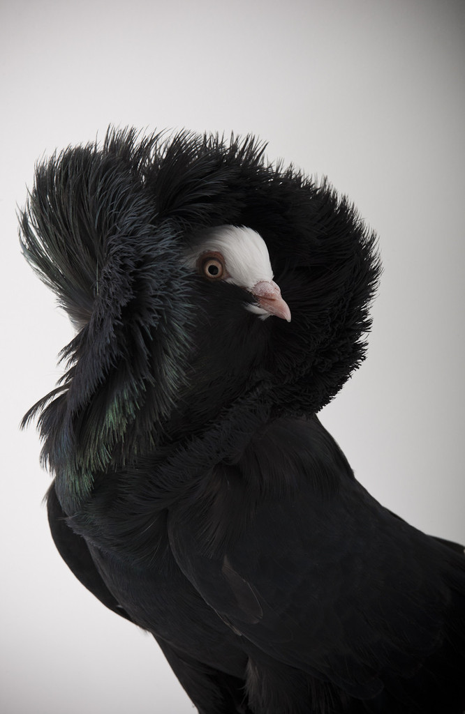 666x1024, 114 Kb / голубь, чёрный, Якобин