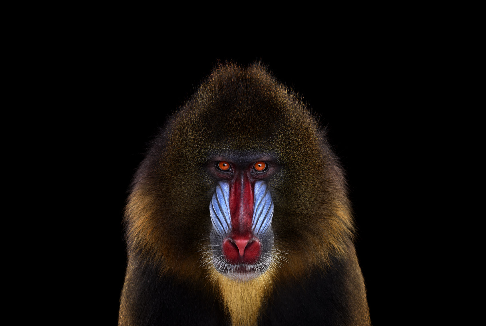 1700x1140, 237 Kb / мандрил, обезьяна