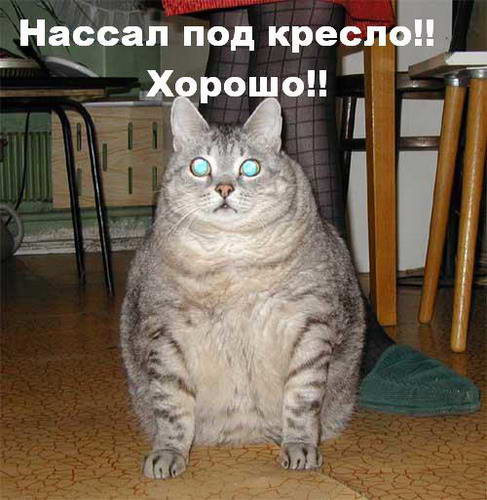 487x500, 44 Kb / подпись, кот, толстый, колготки, тапки