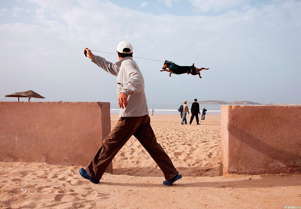 999x696, 191 Kb / собака, летит, море, пляж