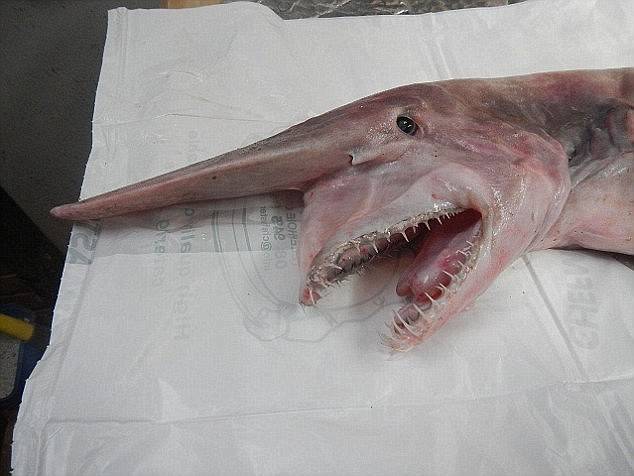 634x476, 36 Kb / Goblin,Shark,акула