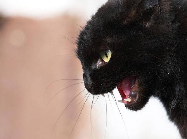 640x476, 28 Kb / котэ, ярость, демон