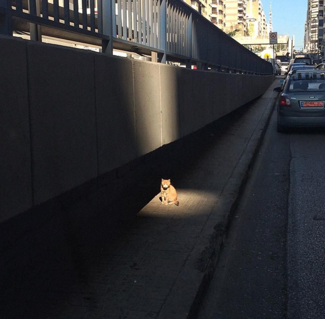 1054x1037, 108 Kb / кот, забор, свет