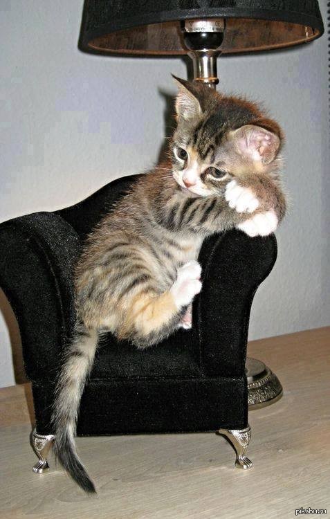 477x750, 92 Kb / котёнок, кресло