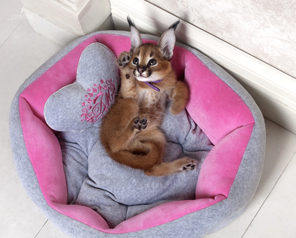 995x800, 288 Kb / Каракал, котёнок, кисточки