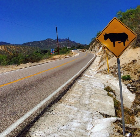 540x531, 120 Kb / знак, бык, хуй