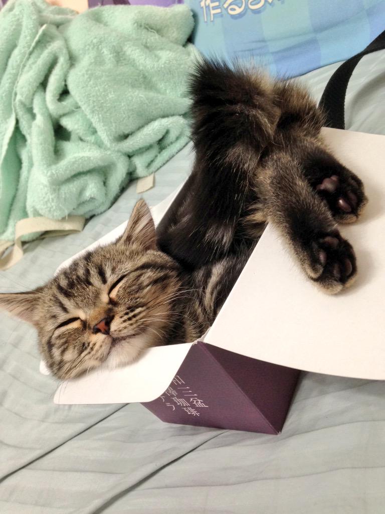 768x1024, 94 Kb / кот, коробка