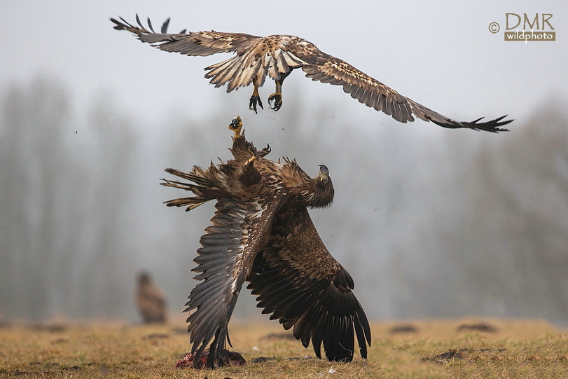 811x541, 240 Kb / орел, орлы, крылья, когти