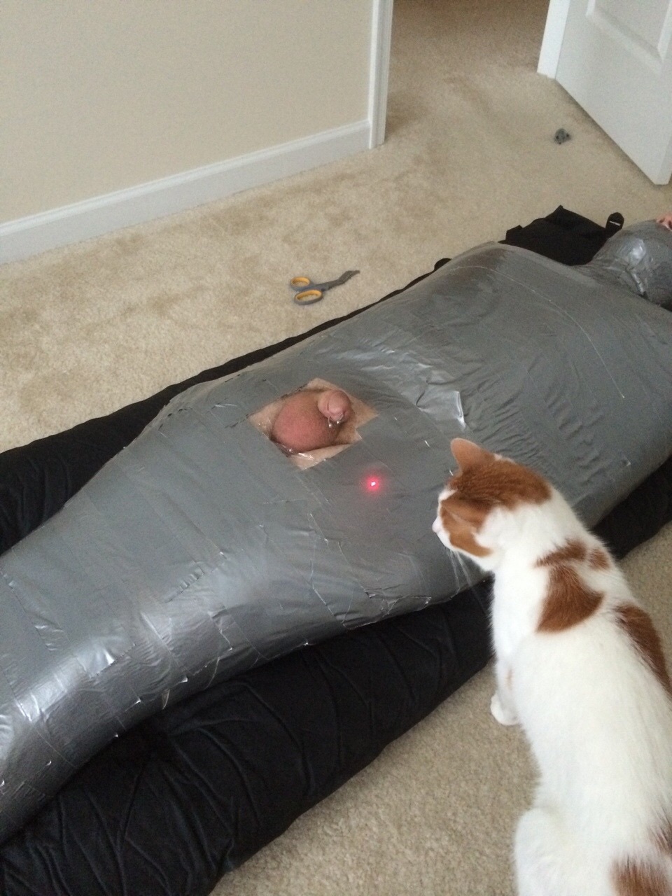 960x1280, 264 Kb / кот, скотч, хуй, лазерная, указка, ножницы