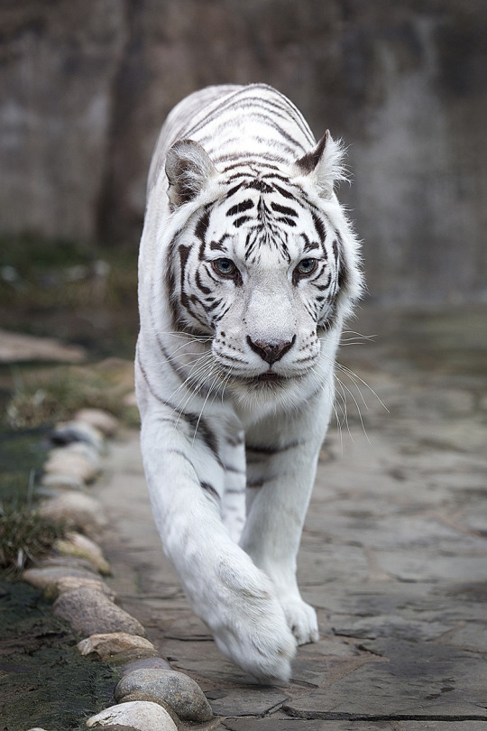 540x810, 133 Kb / тигр, альбинос, белый