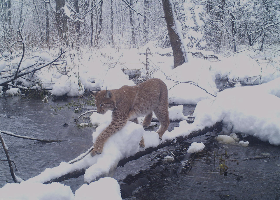 960x687, 236 Kb / рысь, зима, снег, чернобыль