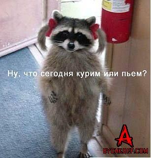 307x320, 27 Kb / енот