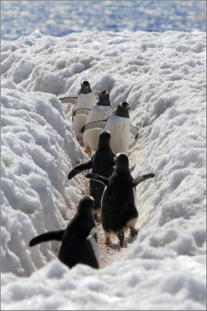 684x1024, 92 Kb / Пингвины, встреча, тропинка, снег