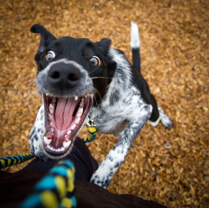 700x699, 83 Kb / собака, пасть