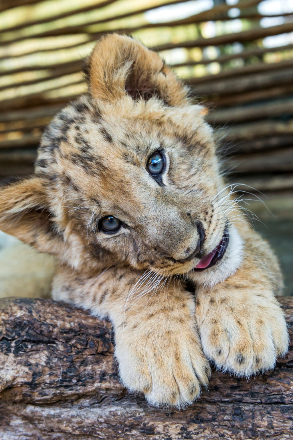 1024x1536, 318 Kb / львенок, язык