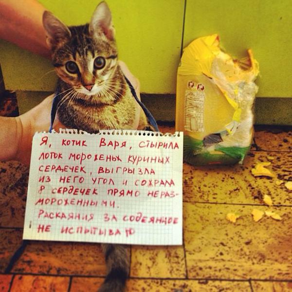 600x600, 62 Kb / Кот, кошка, Варя, плакат, бумажка