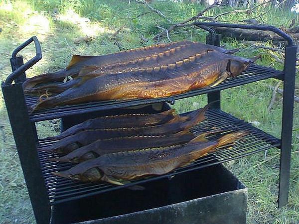 600x450, 65 Kb / Осётр, коптильня