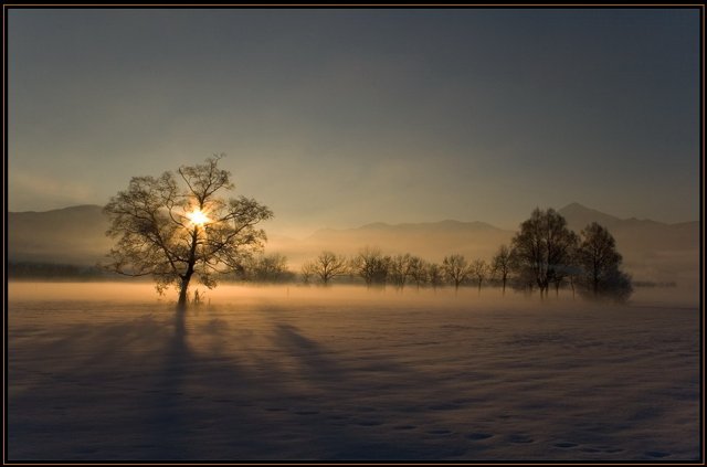 640x423, 33 Kb / зима, снег, деревь, рассвет, тени, тишина