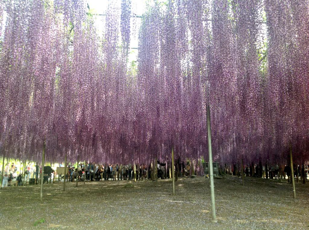 1024x764, 261 Kb / япония, цветы