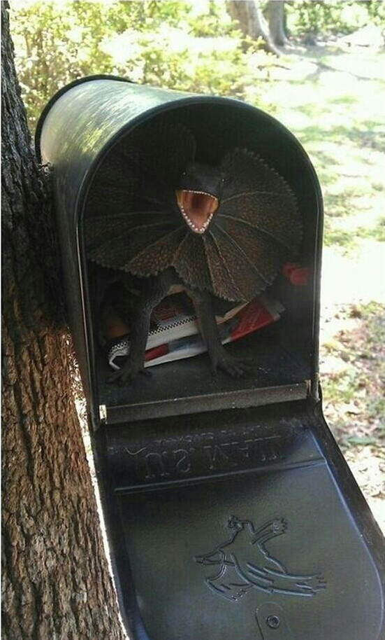 551x914, 147 Kb / ящерица, дракон, почта