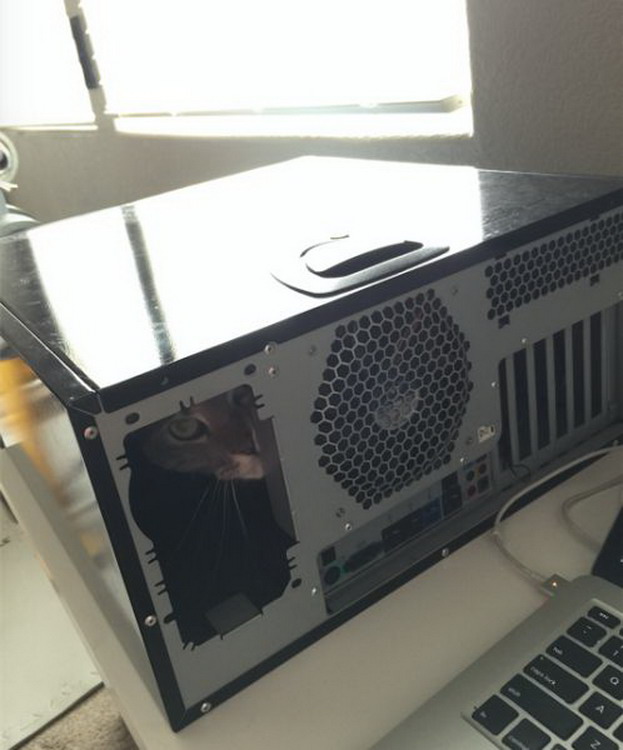 623x750, 75 Kb / системный блок, кот, морда