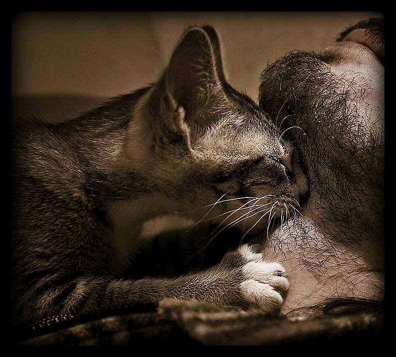 793x716, 137 Kb / кошка, борода, шея