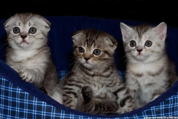 600x400, 72 Kb / котята