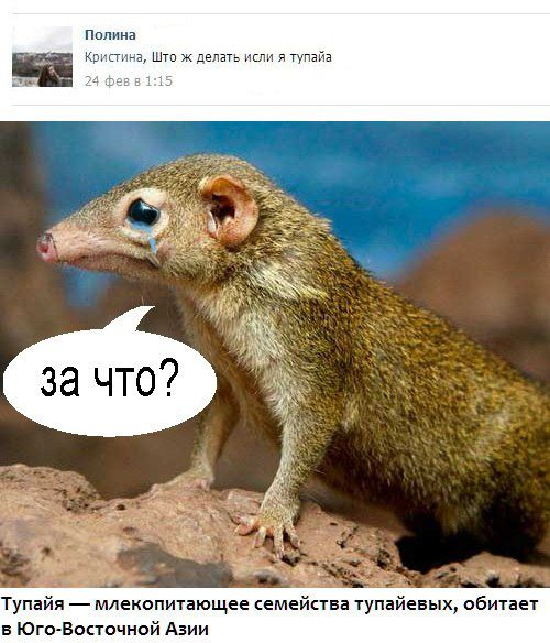 500x584, 62 Kb / тупайа