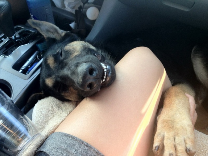 850x637, 184 Kb / собака, сон, нога, лапа