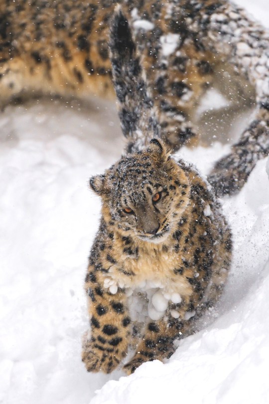 540x810, 107 Kb / снежный барс, ирбис, снег