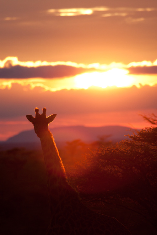 500x750, 68 Kb / жираф, закат, облака