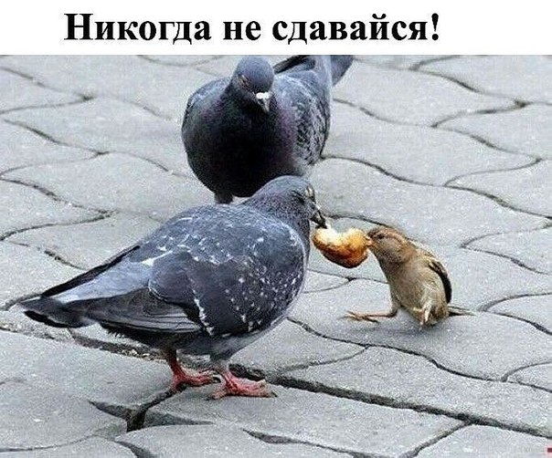 604x502, 96 Kb / голубь, воробей