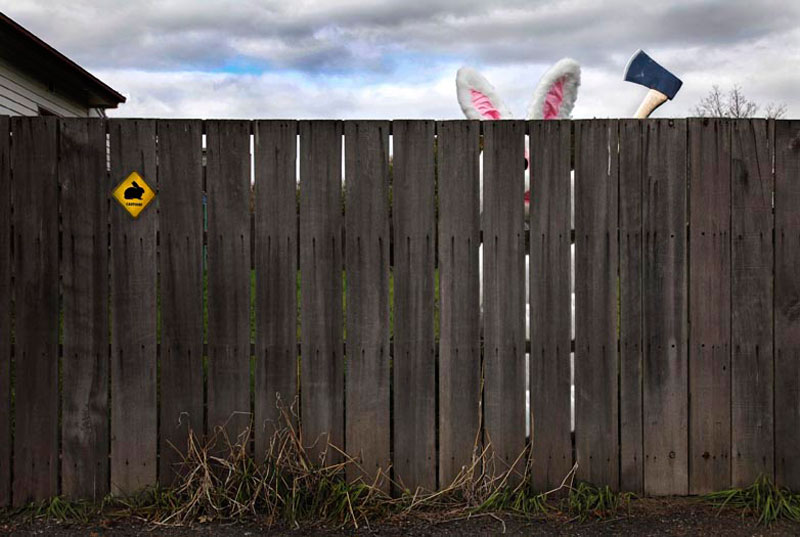 800x537, 79 Kb / Кролик, топор, уши, забор