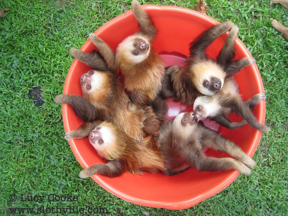 1200x900, 333 Kb / ленивцы, ведро