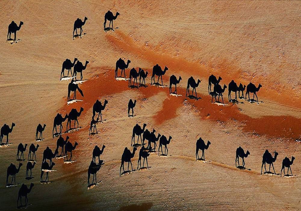 1000x703, 171 Kb / верблюд, тени, сверху, пустыня, national geographic