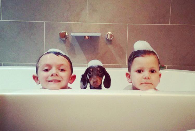 750x503, 31 Kb / ванна,дети,собака,пена