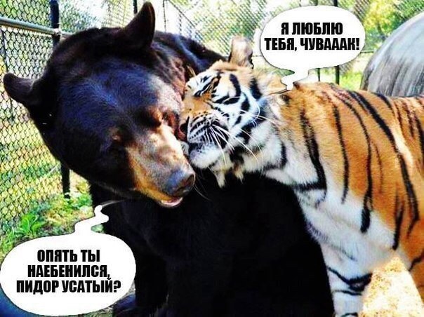 604x452, 80 Kb / тигр, барибал, медведь