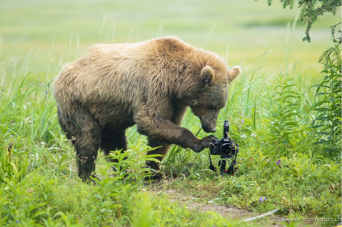 1153x765, 178 Kb / медведь, фотоаппарат, зелень