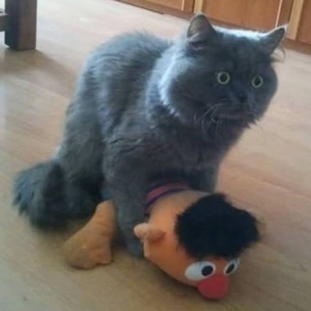 610x610, 153 Kb / кот, игрушка, порево, взгляд, своя атмосфера