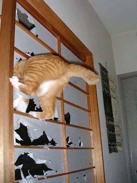 480x640, 37 Kb / Кот, хвост, порвал, кошка, рыжий