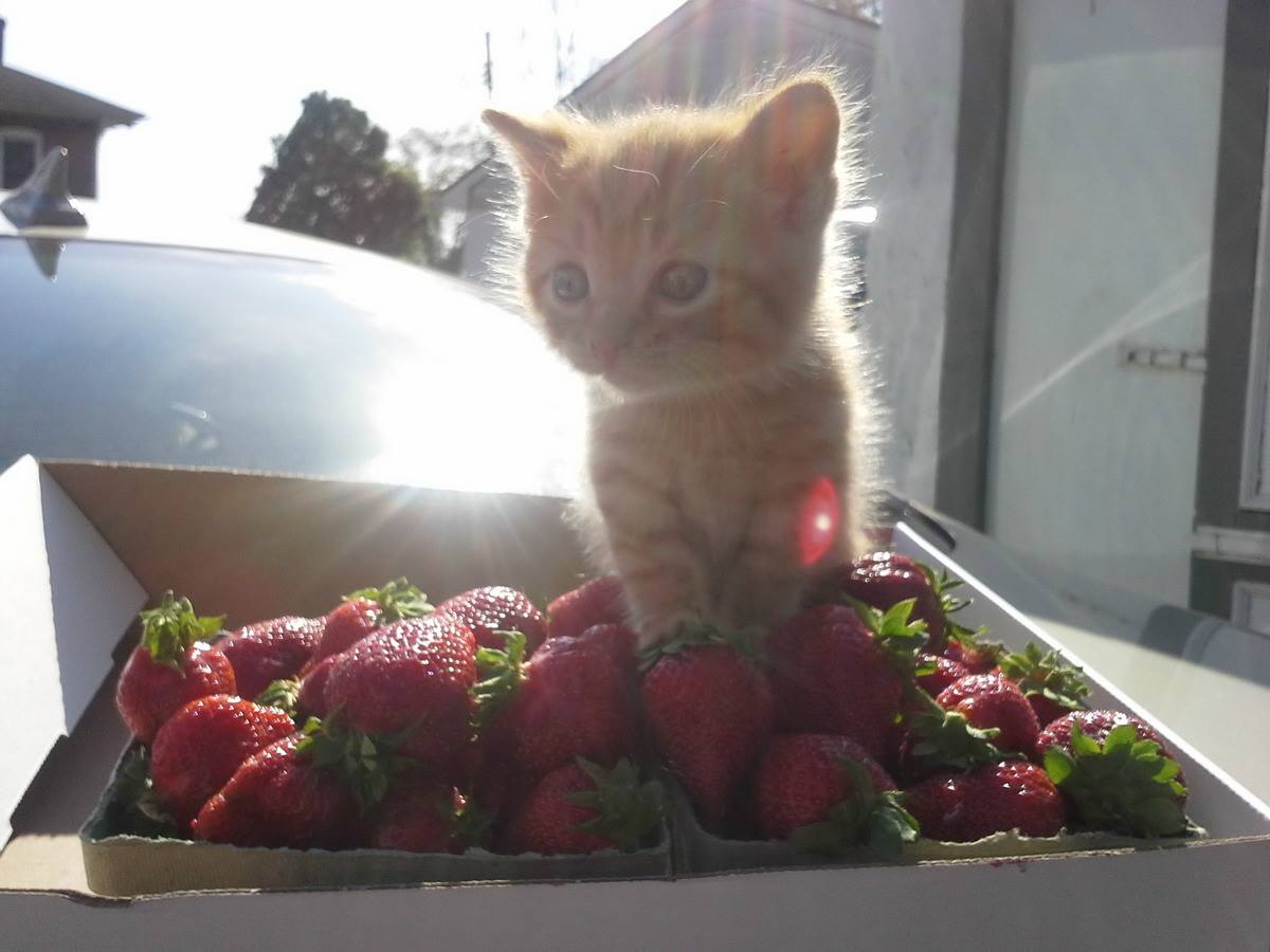 1200x900, 79 Kb / котёнок, клубника