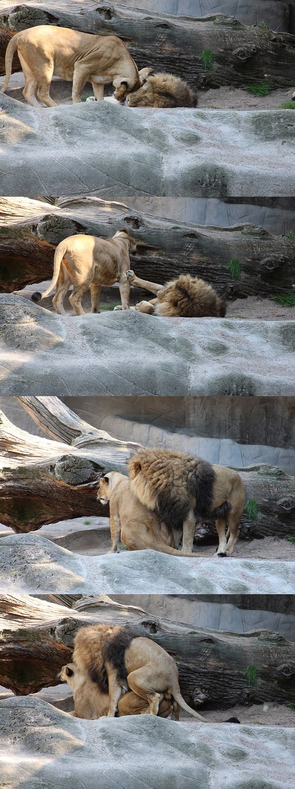 600x1602, 341 Kb / львица, лев,  заигрывание, соитие, секс, трах