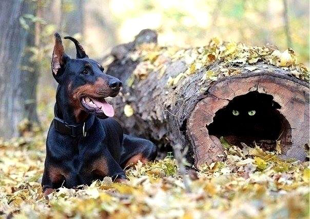 604x427, 235 Kb / собака, бревно, котэ, глаза