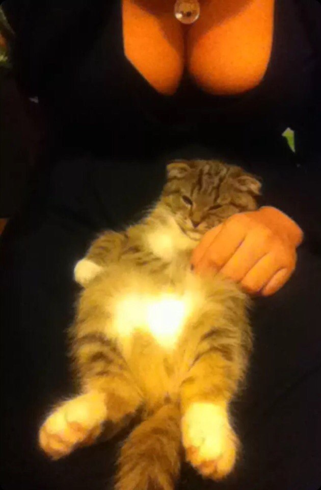 630x960, 57 Kb / девушка, кот, грудь, изобилие, процветание