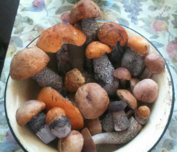 600x516, 29 Kb / грибы